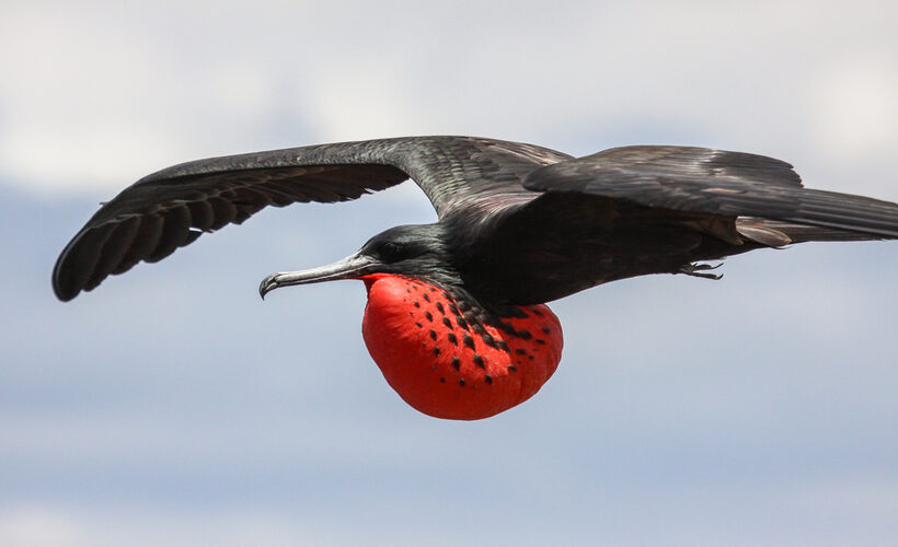 Cosa vedere alle Galapagos: itinerario di 3 isole in 7 giorni