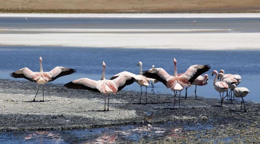 gruppo-di-fenicotteri-con-ali-spiegate-Sur Lipez, Bolivia