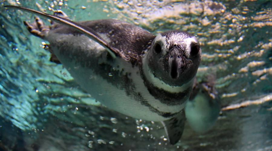 Pinguino delle Galapagos