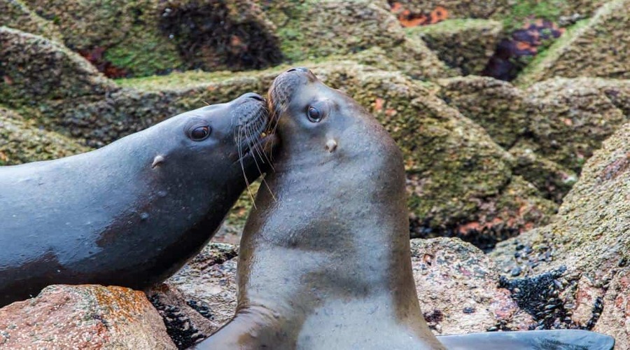 Leoni di mare alla Riserva di Paracas