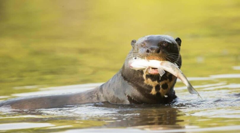 Lontra gigante