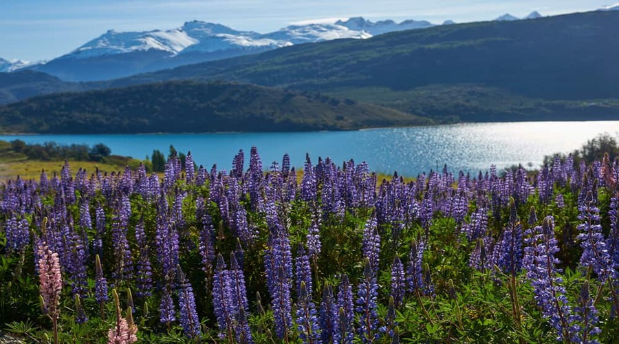 lupini-con-lago