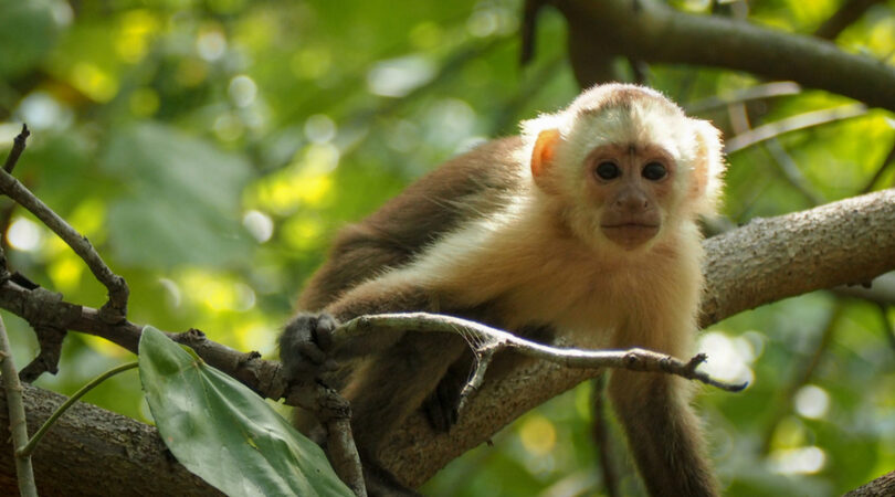 monkey-sitting-on-a-tropical-tree-in-tayrona-colombia