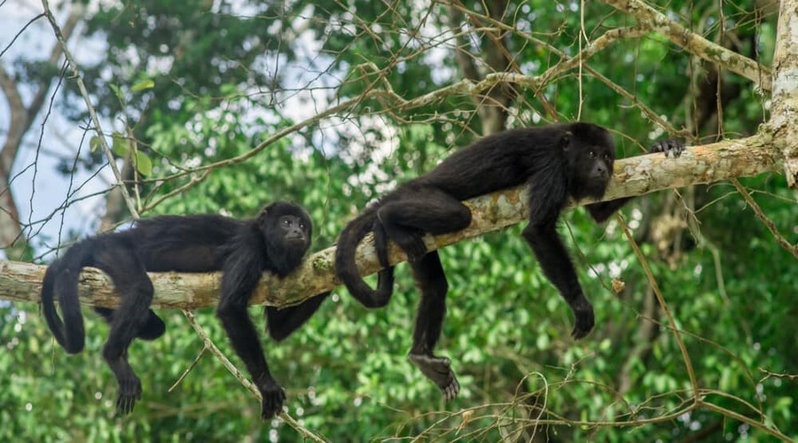 monkeys-sitting-on-a-tree-in-the-rainforest-by-Tikal-Guatemala