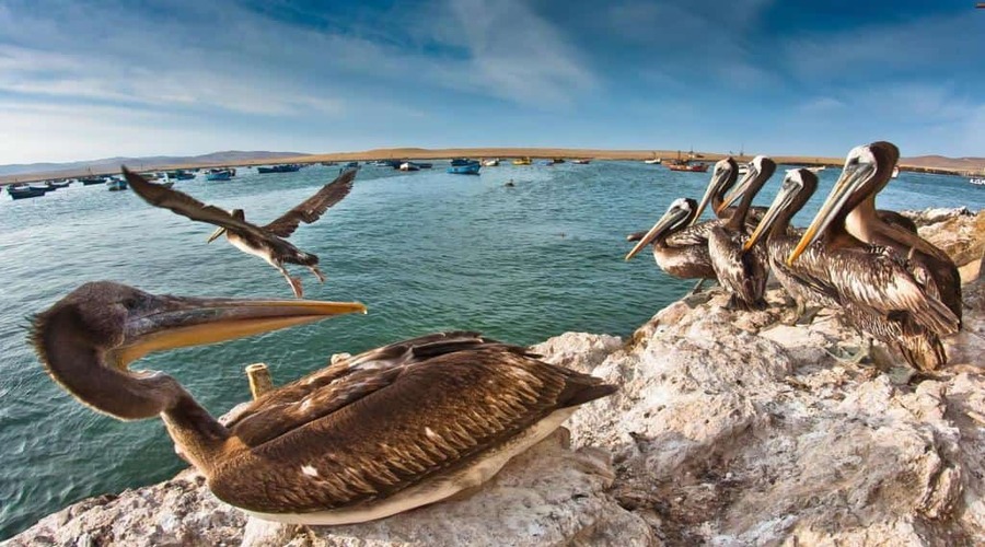 Isole Ballestas Cosa vedere in Perù in 15 giorni