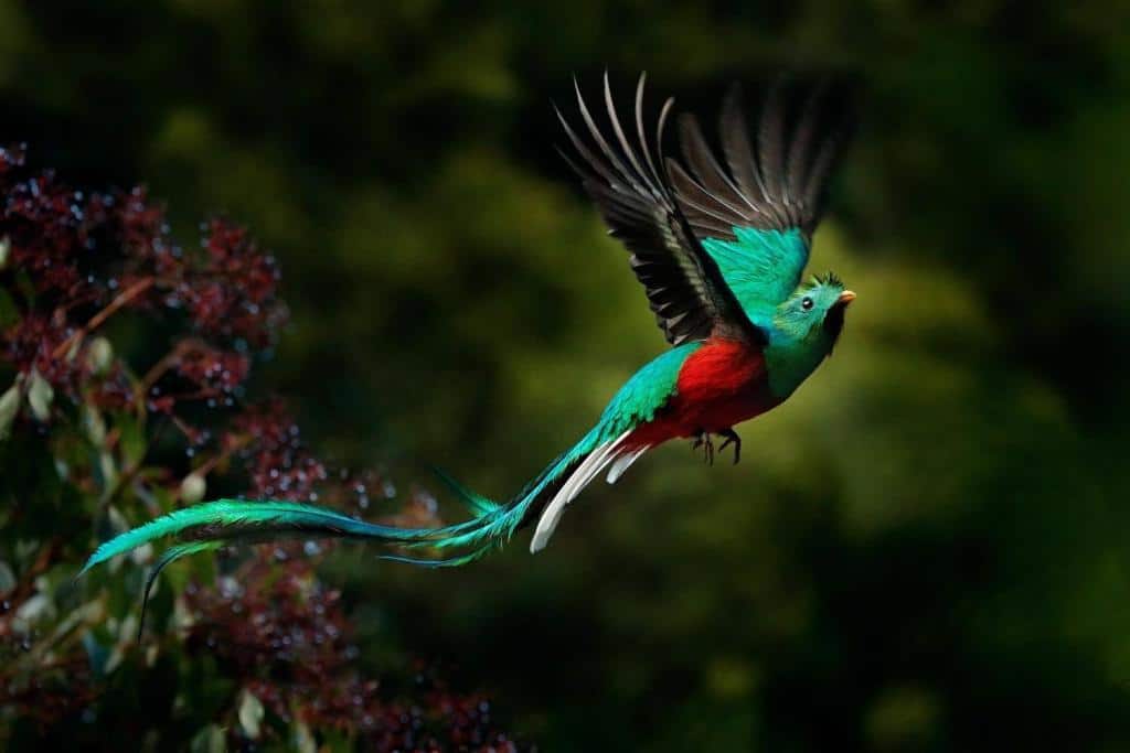 Il mitico Quetzal