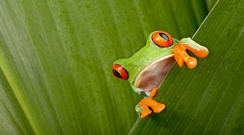 rana tropicale Costa Rica