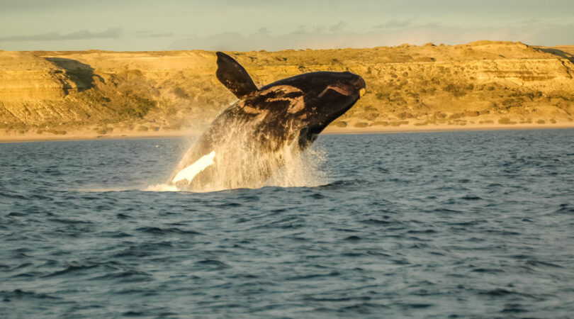 Balena che salta, Penisola di Valdés