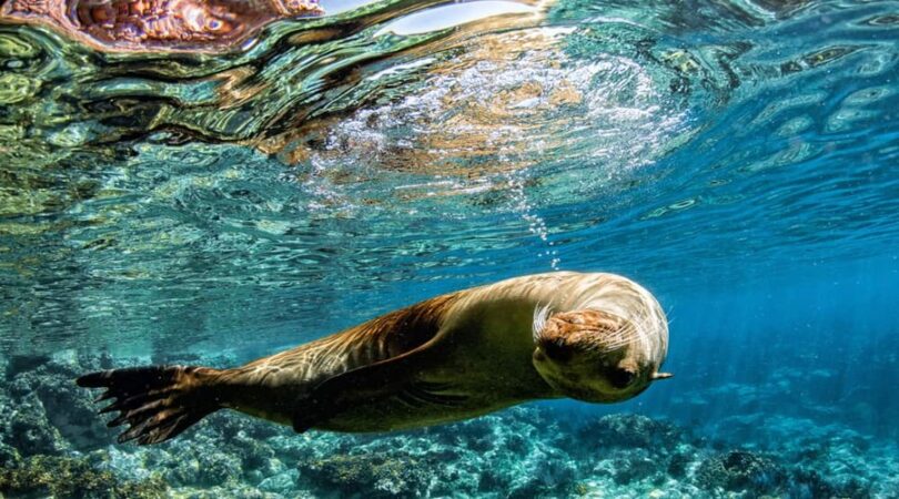 sea-lion-seal-coming-to-you-underwater-in-baja-california