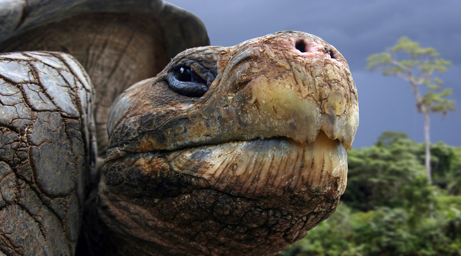 Itinerario Galapagos: tartaruga gigante