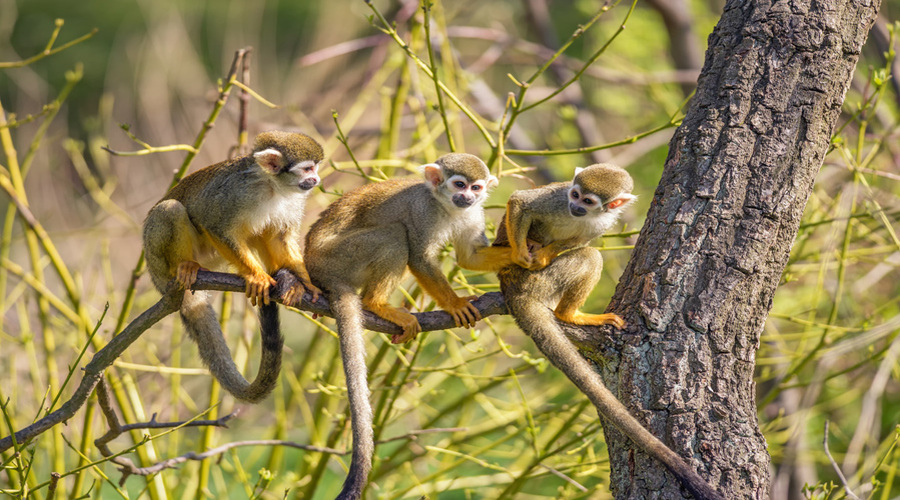 Common squirrel monkeys on a tree branch