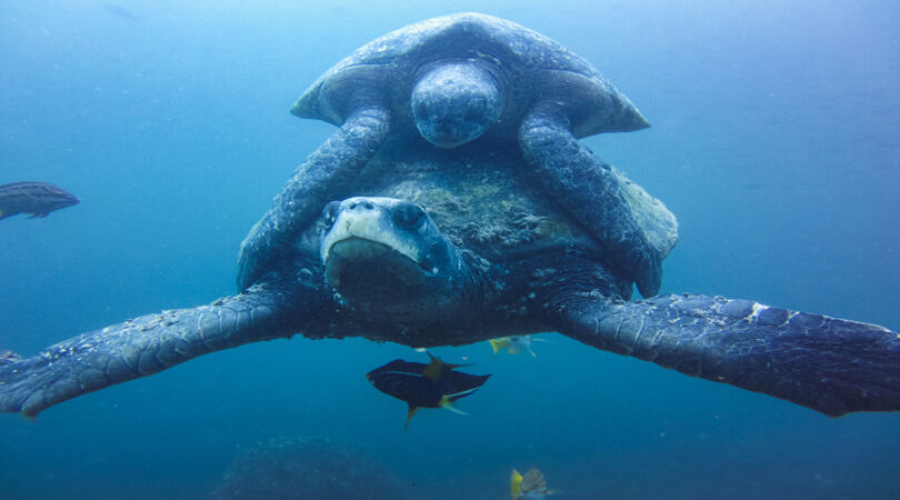 two-Marine-turtle-mating-underwater-in-galapagos-islands