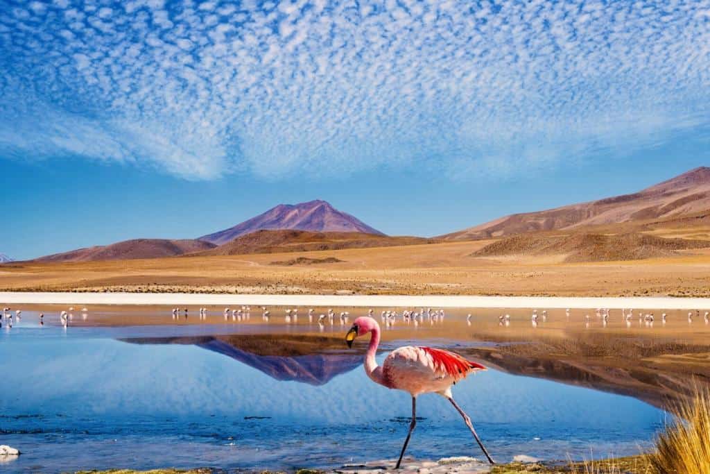 Laguna at the Ruta de las Joyas altoandinas in Bolivia with pink flamingo walking through the scene