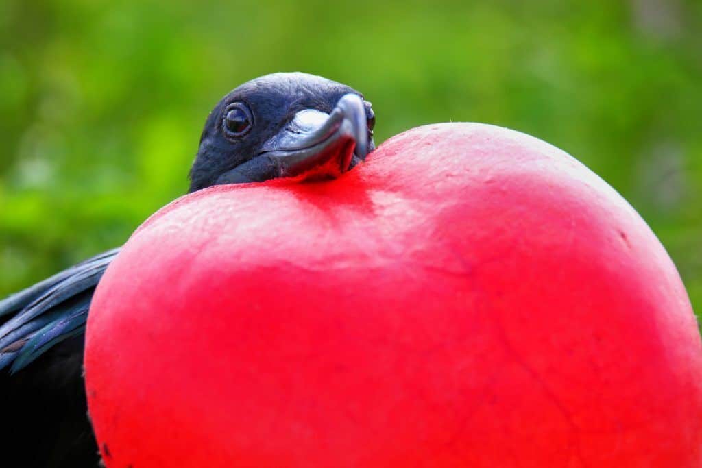 Animali delle Galapagos_la guida _fregata