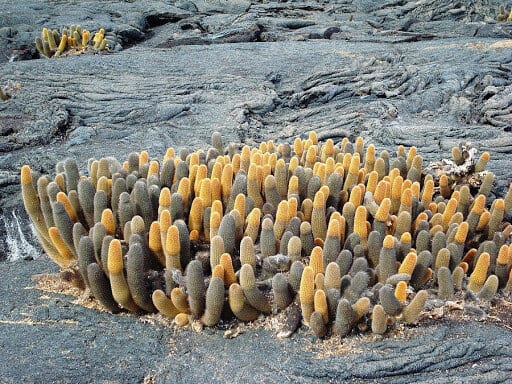 Fernandina, Galapagos: informazioni di viaggio_cactus