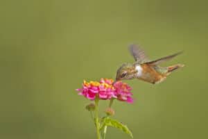 Female scintillant hummingbird feeding from colorful flowers in Costa Rica.