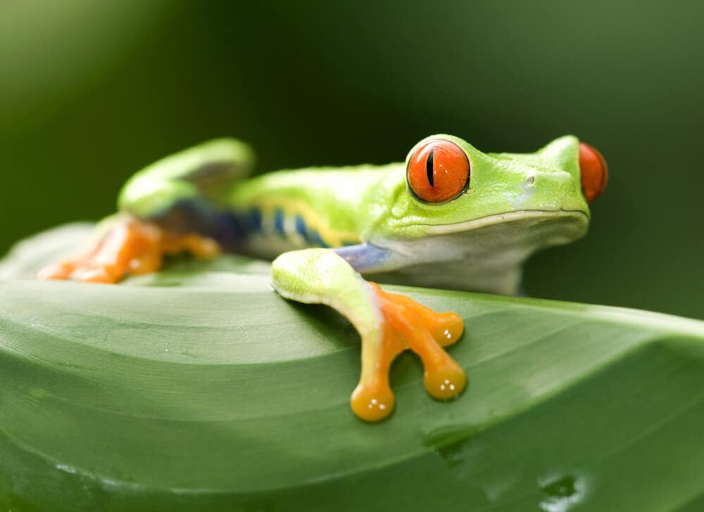 red eyed green tree or gaudy leaf frog on green leaf, exotic amphibian macro treefrog tropical jungle animal , manuel antonio nat park, Costa Rica, central america 