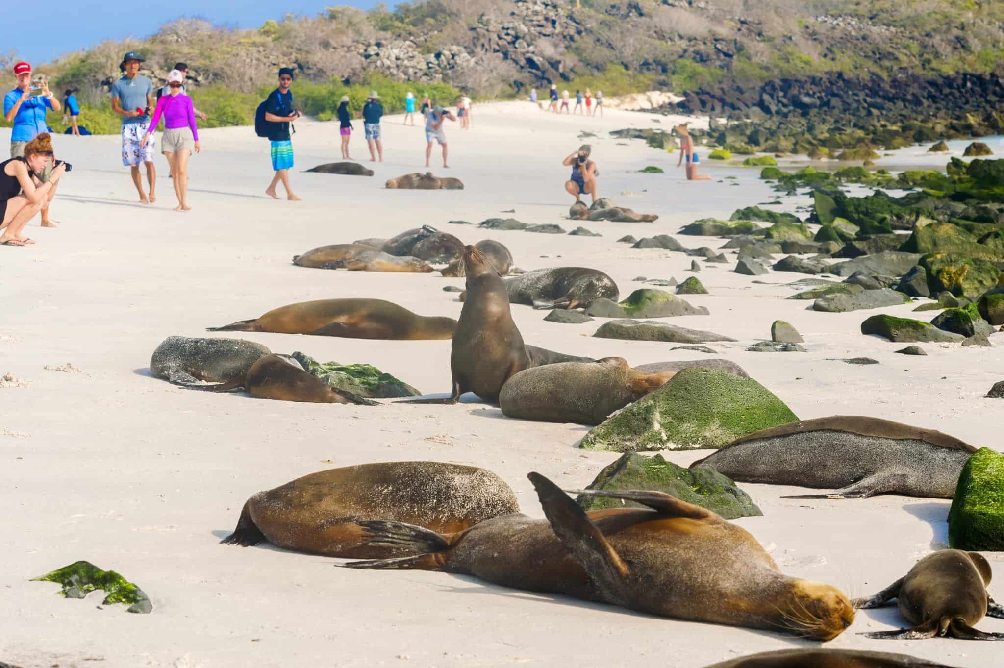 Española, Galapagos: informazioni e consigli di viaggio- Gardner bay