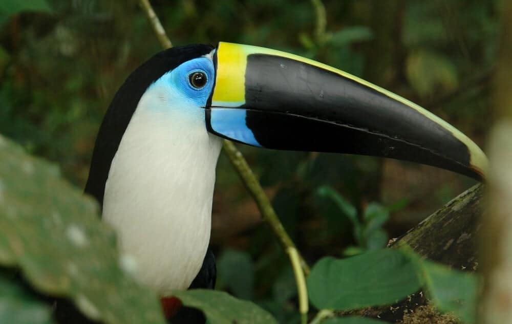 the ecuadorian amazonian rain forest tucan