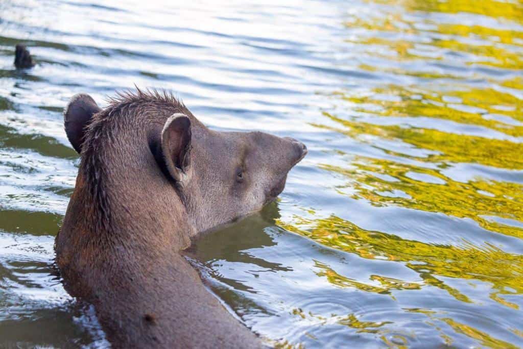 Tapiro di baird