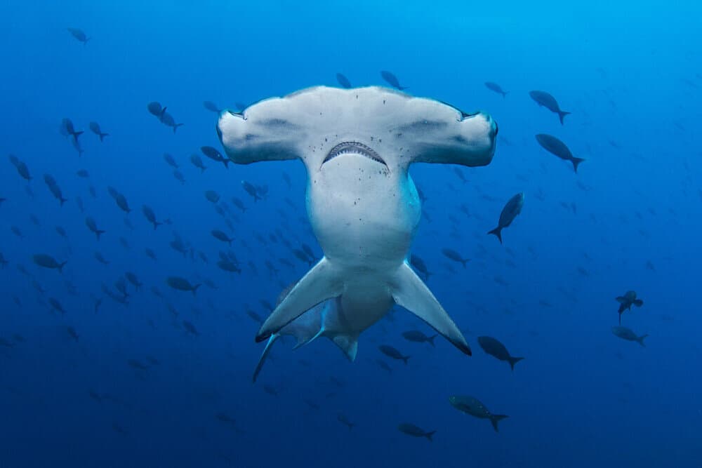 Crociere Sub Galapagos_Guida Completa_squalo martello