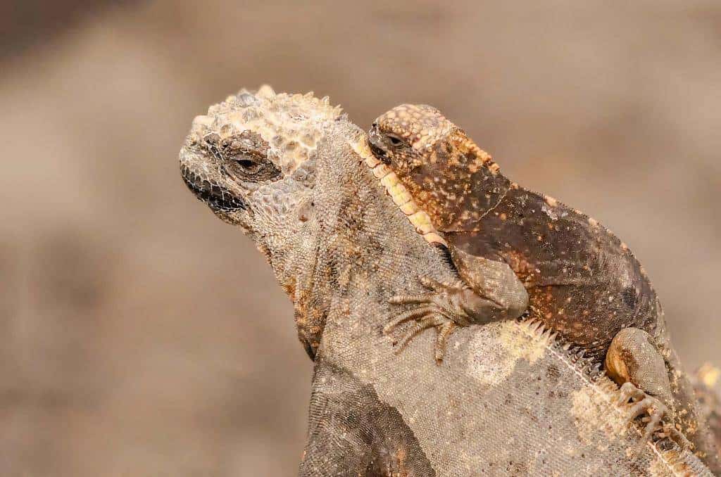 Viaggio_Galapagos_cosa_vedere_cosa fare_guida_iguane