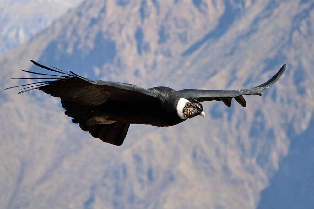 condor