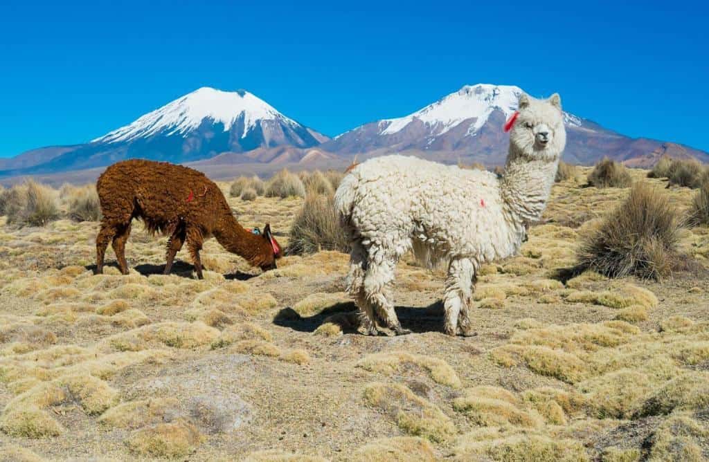 Alpacas and twin volcanos Parinacota and Pomerape in Sajama National Park