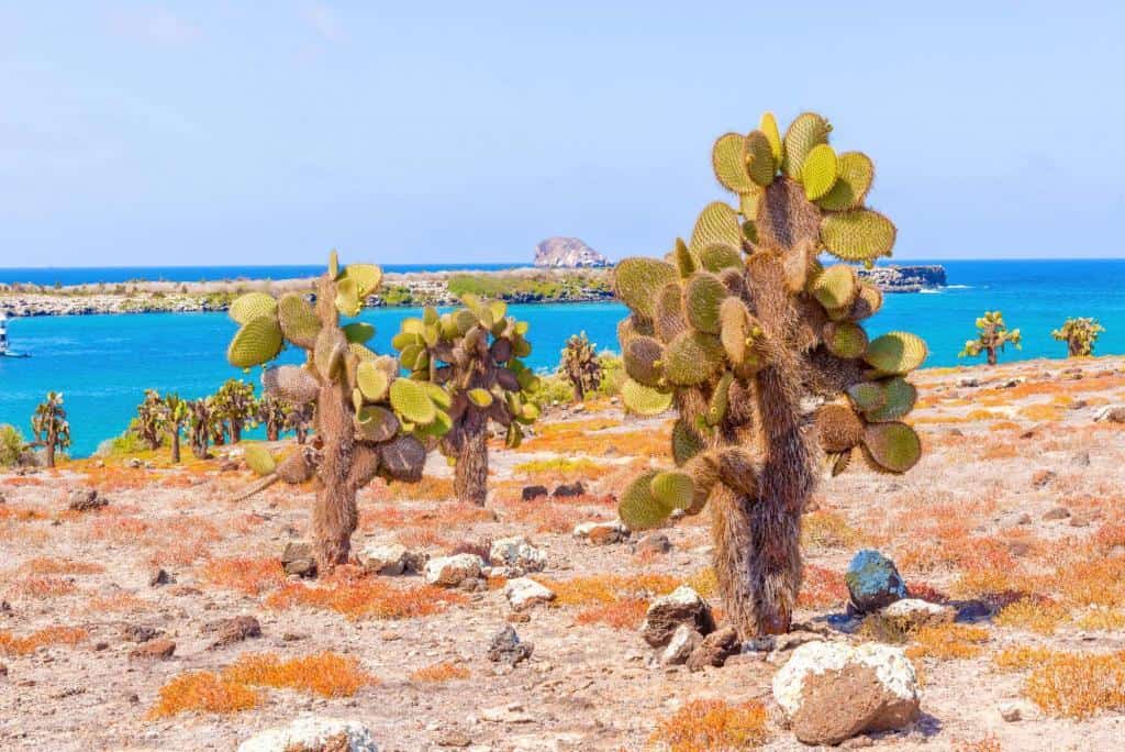 cactus forest and ocean at Galapagos island of Santa Fe.