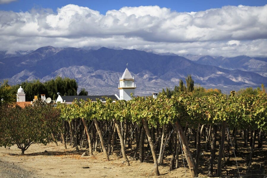 Cafayate_vigneti