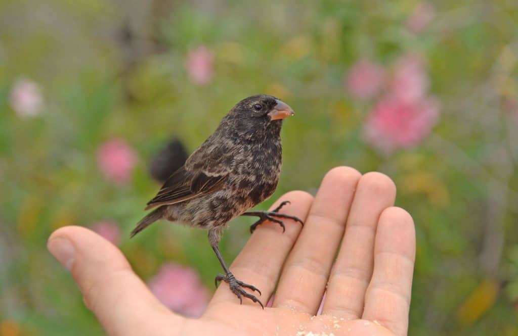 Darwins-Finches-Genovesa-Galapagos-Islands