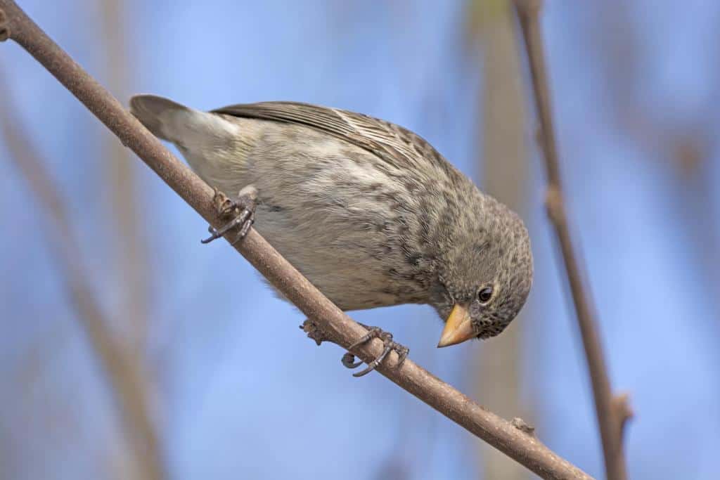 Small Female Ground Finch on Santa Cruz Island in the Galapagos