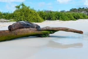 Galapagos diario di viaggio - racconto di un tour di 10 giorni_leone di mare