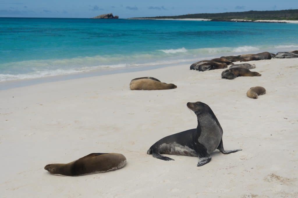 Galapagos sea lion (Zalophus californianus wollebacki) basking on the beach, Gardner Bay, Espanola Island