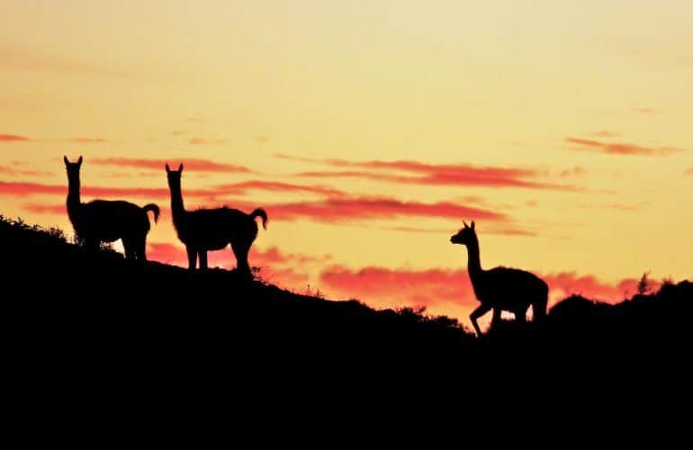 Guanachi al tramonto