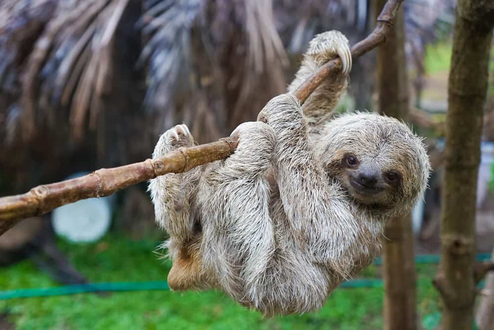 Bradipo_-Sloths-in-Rescue-Centre-in-Costa-Rica-San-Jose