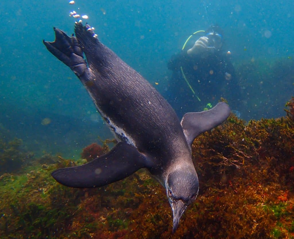 Pinguino-con-sub-che-fotografa