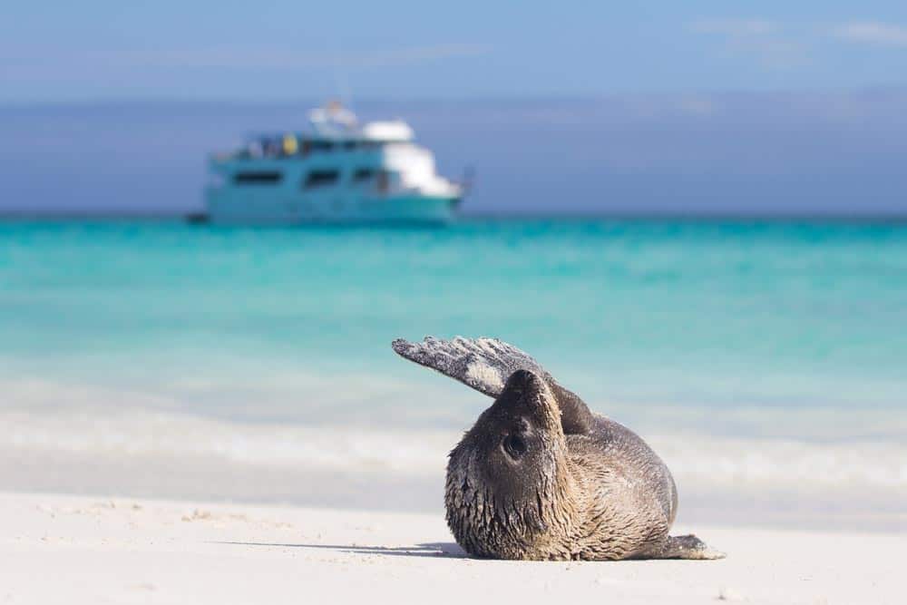 Leone di mare con yacht da crociera