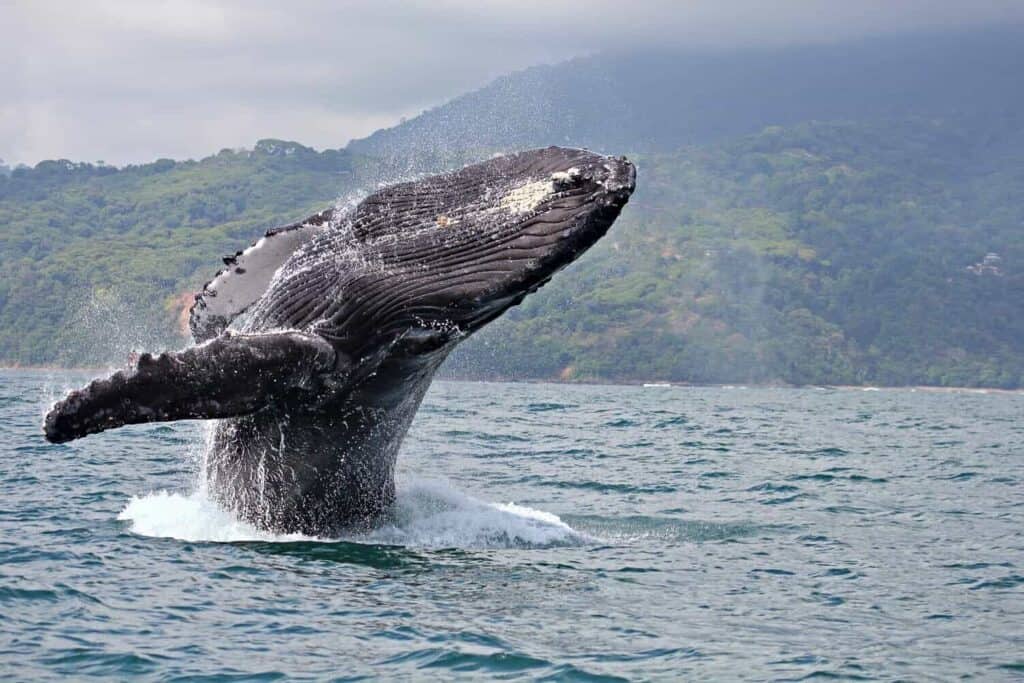 Quando Andare Costa Rica-Balena che salta