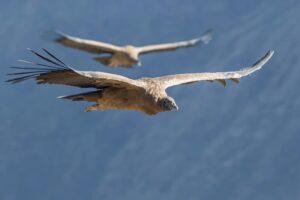 Canyon del Colca: altitudine, cosa vedere, la guida