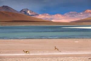 Salar de Uyuni Bolivia- laguna con vigogne