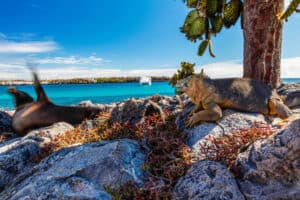 Le Isole Plaza nelle Galapagos: fauna unica e snorkeling