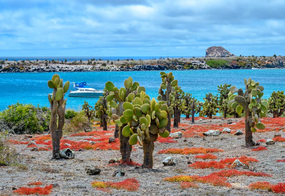 Cactus isola di Plaza