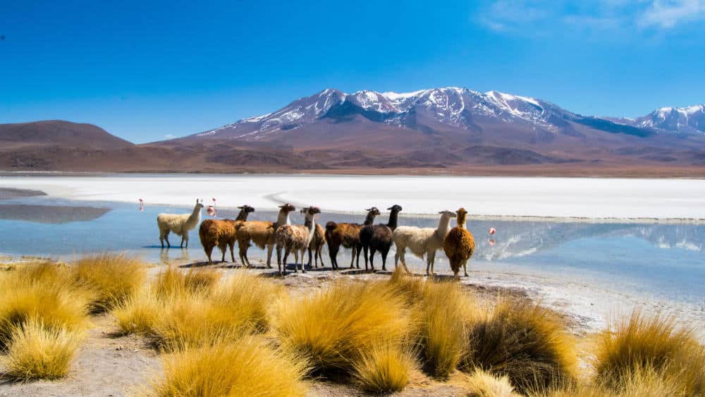 Laguna Hedionda - Come andare dal Perù alla Bolivia