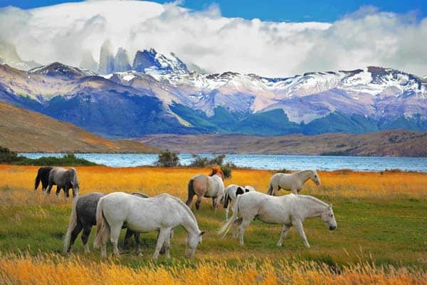 Patagonia, cavalli bradi al pascolo