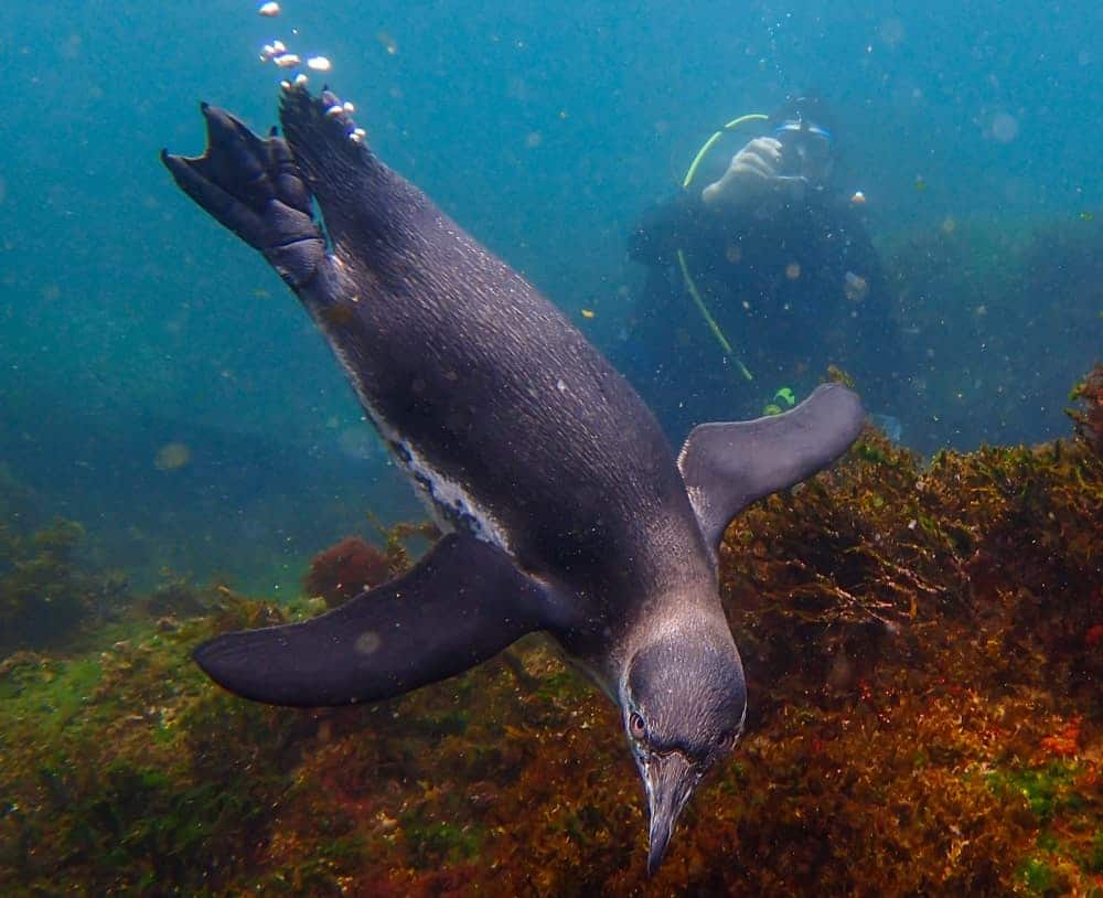 Close-up-view-of-a-little-Galapagos-penguin-swimming-underwater