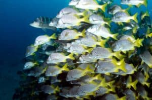 Crociere Sub Galapagos-banco-pesci