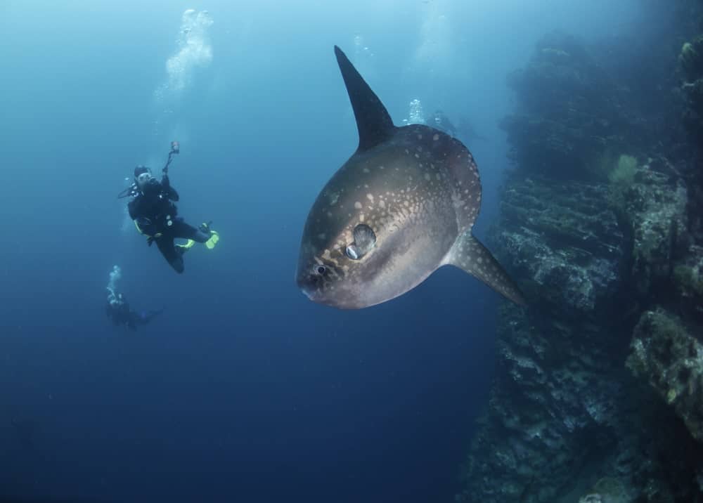 Sun fish swimming over a coral reef at the dive site, Punta Vicente Roca, Isabela Island