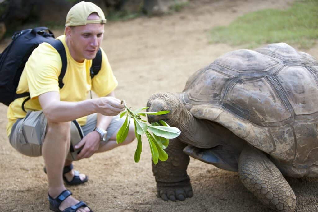 turista che alimenta una tartaruga gigante