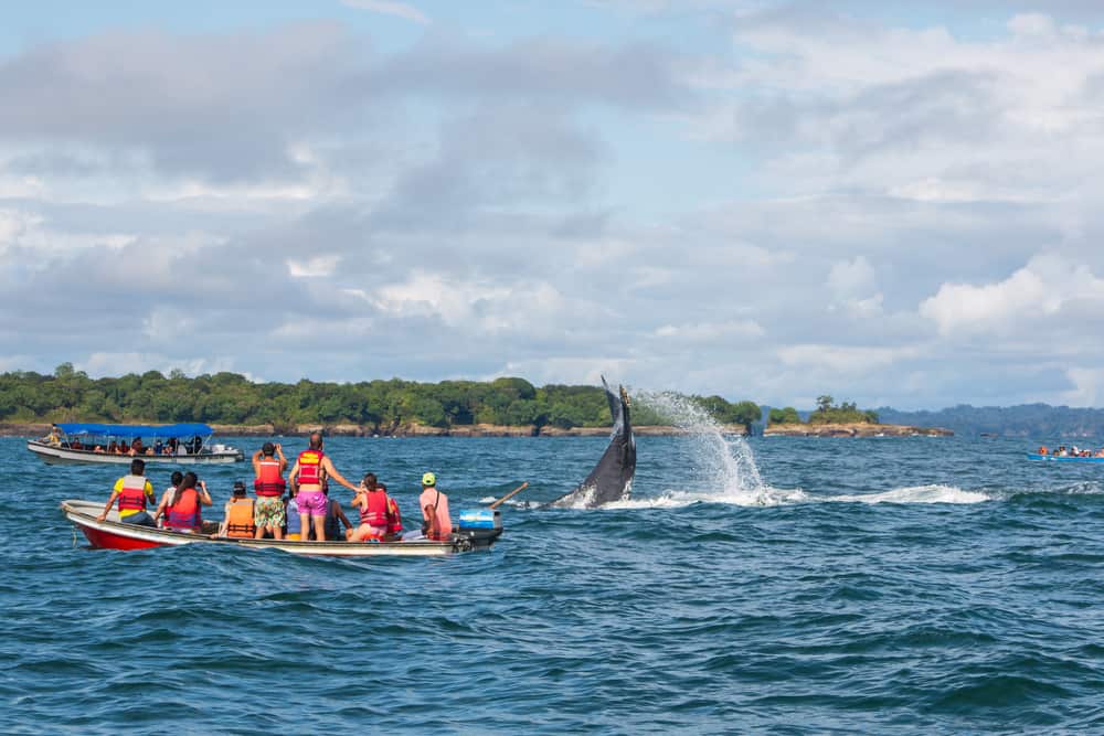 whale watching